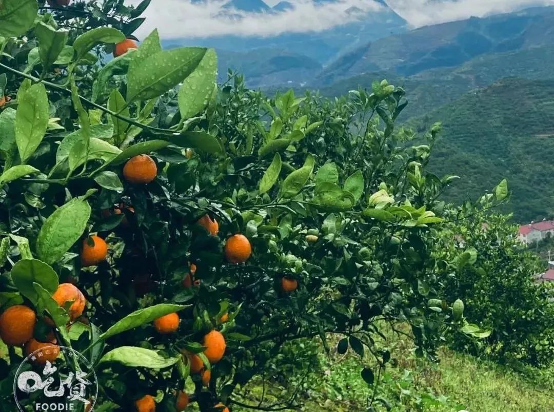 1607993792113978.jpg 96ac3375a91893f8deade4cfd5b5cb17.jpg